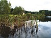 Hurky_rybnik